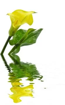 Daffodil Stock Photos