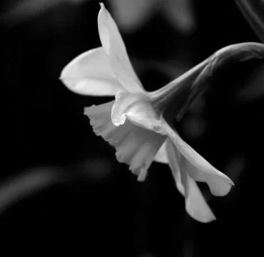 Daffodil Stock Photos