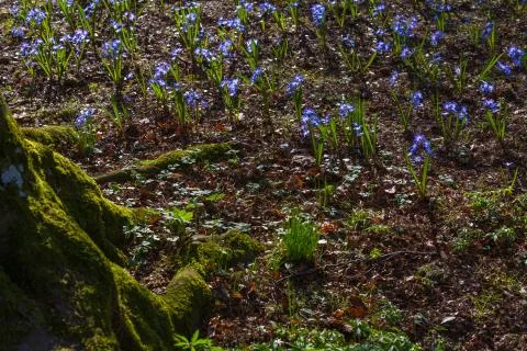 Daffodil Stock Photos