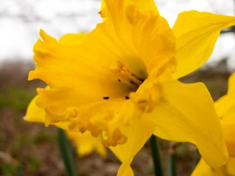 Daffodil Stock Photos