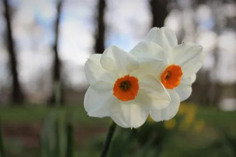Daffodil Stock Photos