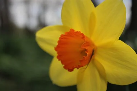Daffodil Stock Photos