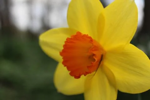 Daffodil Stock Photos