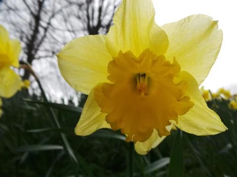 Daffodil Stock Photos