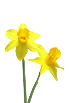 Daffodil Stock Photos