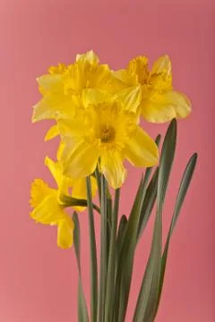 Daffodil Stock Photos