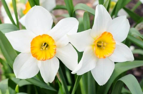 Daffodil Stock Photos
