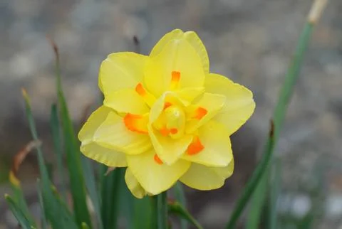 Daffodil Stock Photos