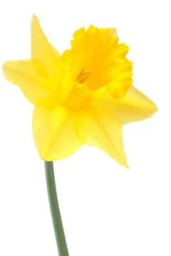 Daffodil Foto stock