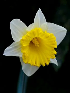 Daffodil Stock Photos