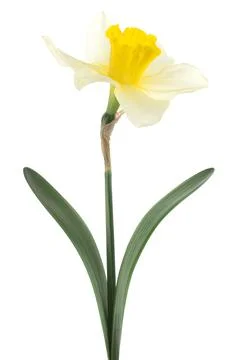 Daffodil Stock Photos