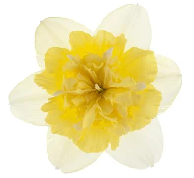 Daffodil Stock Photos