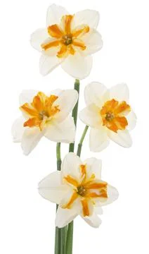 Daffodil Stock Photos