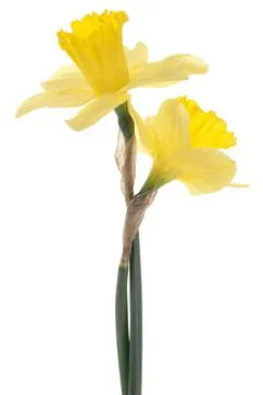 Daffodil Stock Photos