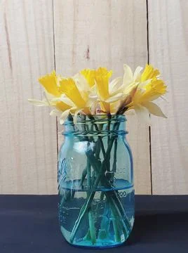 Daffodil Stock Photos