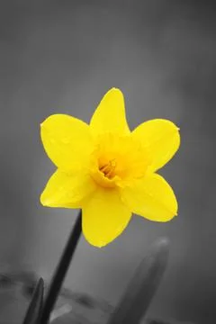 Daffodil Stock Photos