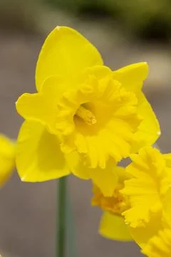 Daffodil Foto stock