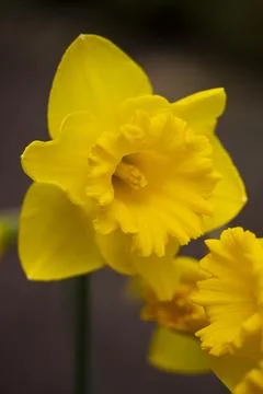Daffodil Stock Photos