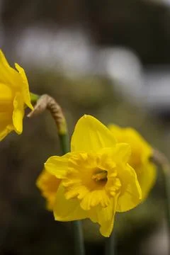 Daffodil Stock Photos