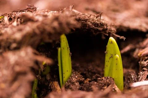 Daffodil Stock Photos