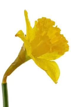 Daffodil Stock Photos