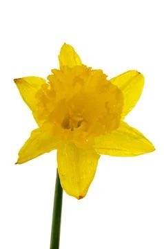 Daffodil Stock Photos