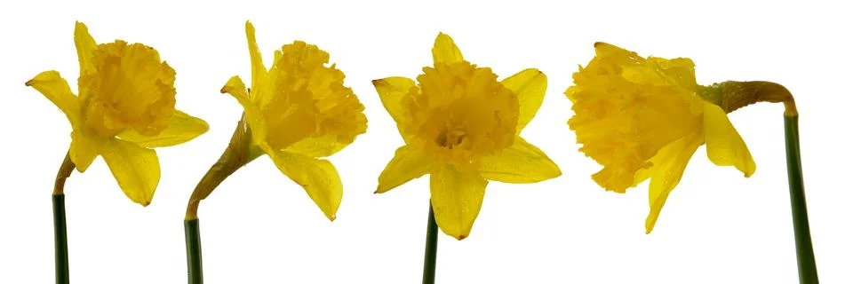 Daffodil Stock Photos