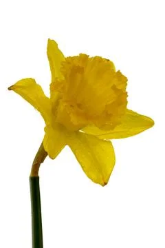 Daffodil Stock Photos