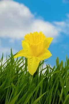 Daffodil Stock Photos