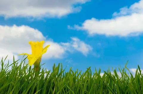 Daffodil Stock Photos