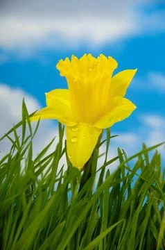 Daffodil Stock Photos