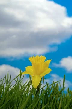 Daffodil Stock Photos