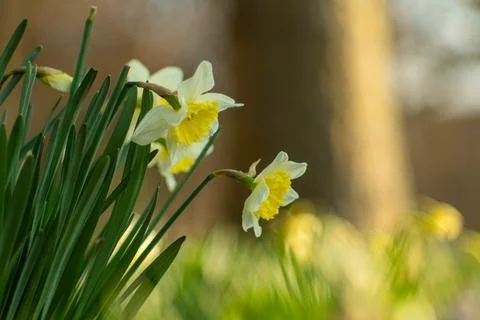 Daffodil Stock Photos