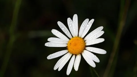 Daffodil Stock-Fotos