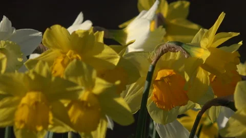 Daffodil plants growing up through leaves UK 4K 스톡 동영상 151198764