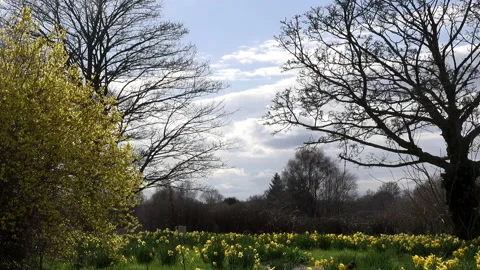 Daffodil plants growing up through leaves UK 4K Vidéo 151200285