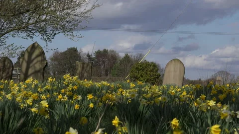 Daffodil plants growing up through leaves UK 4K Stock-Footage 151201942