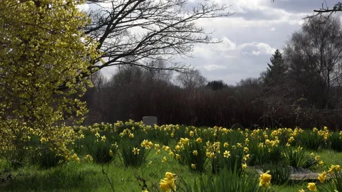 Daffodil plants growing up through leaves UK 4K 스톡 동영상 151202202
