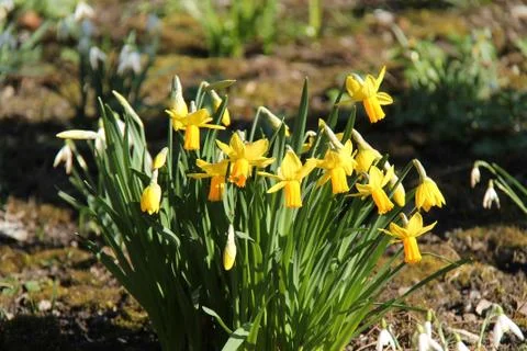 Daffodil Plants. Stock Photos