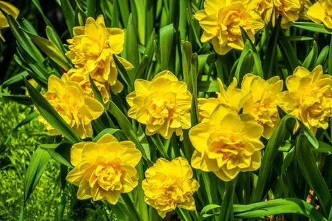Daffodil plants Stock Photos