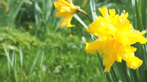 Daffodil POV Stock Footage 24465902