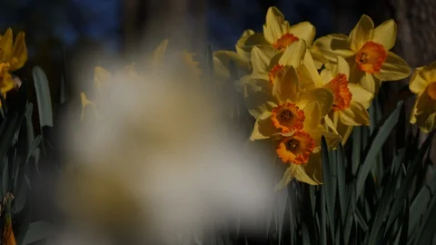 Daffodil rack focus in the sun 4K Stock Footage 128322632