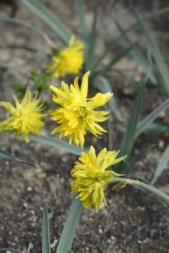 Daffodil Rip van Winkle Stock Photos
