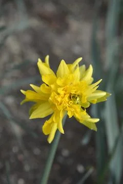 Daffodil Rip van Winkle Stock Photos