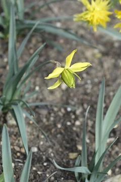 Daffodil Rip van Winkle Stock Photos