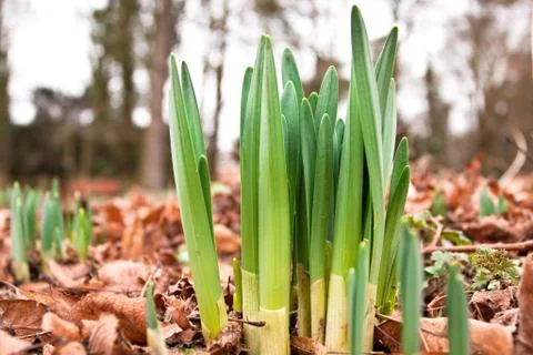 Daffodil shoots Stock Photos