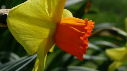 Daffodil side on in breeze, 4k, UHD Video stock 48959100