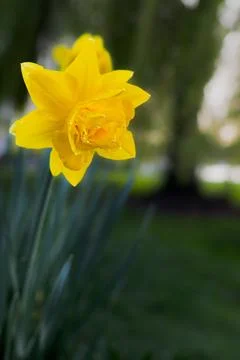 Daffodil in Spring afternoon Stock Photos