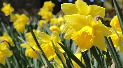 Daffodil Spring Flowers Close Up - Swaying Gently In the Wind Video stock 49069931