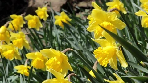 Daffodil Spring Flowers Close Up - Swaying Gently In the Wind Video stock 49069932